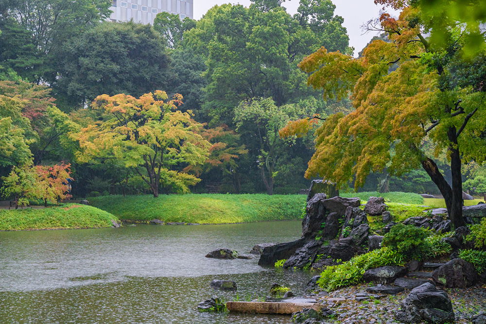 紅葉のはじまる、秋雨に濡れる小石川後楽園| 麻布十番　ネクスト・アイズ